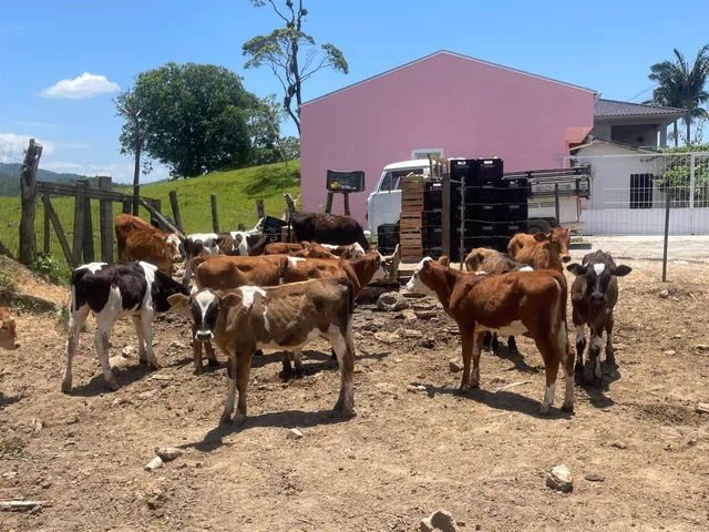 Terneiros novilhos
