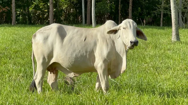Vacas Nelores/Tabapuã