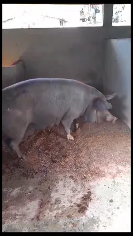 Vendo porca Nilo 