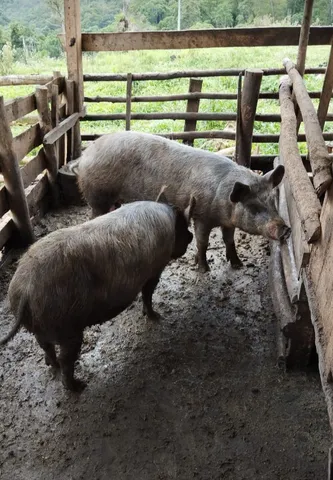 Porco Moura com Caruncho 