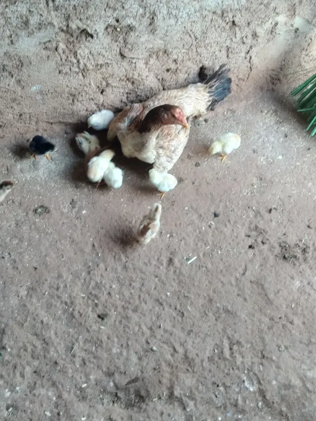 Pintinhos caipira