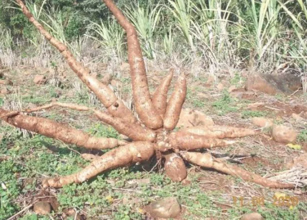Vendo 3000kg de mandioca, R$ 0,90 o kilo