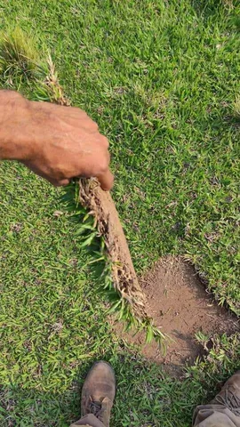 Grama apartir de 7reais o metro plantado 