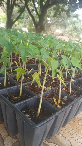 Mudas de mamão formosa