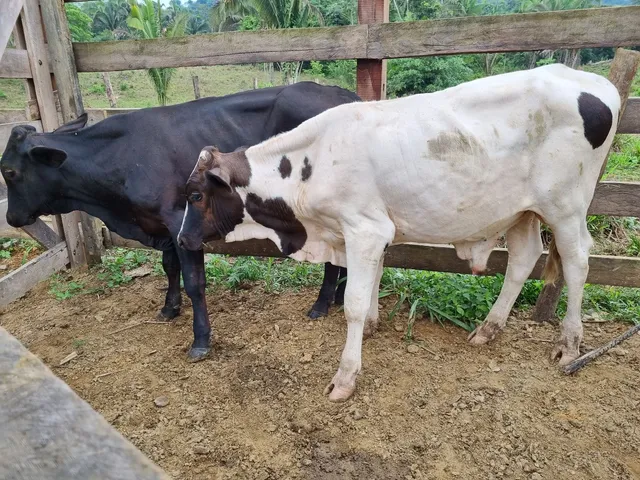 Bezerro mil reais