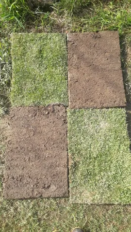 Tenha um gramado sempre verde com a grama do horto ômega 3!
