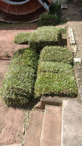 Tenha um gramado sempre verde com a grama do horto ômega 3!