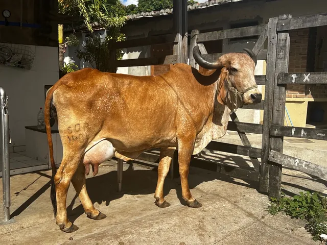 Venda permanente de Gir leiteiro 