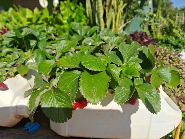  Cantinho da anezia ( Floricultura)