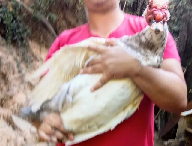 PATO RAÇA GIGANTE REPRODUTOR