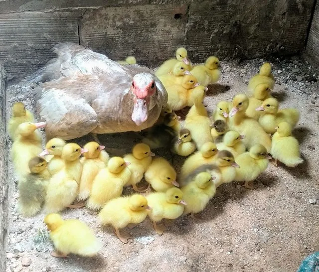 Pata com 15 patinhos (raça gigante)