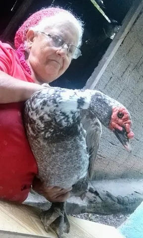 Pato Raça gigante