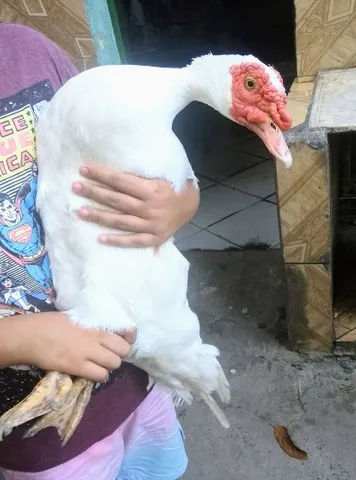 Pato alemão casal
