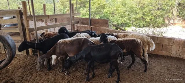 Ovelhas muito sadias e gordas
