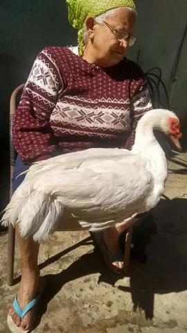PATO ALEMÃO REPRODUTOR