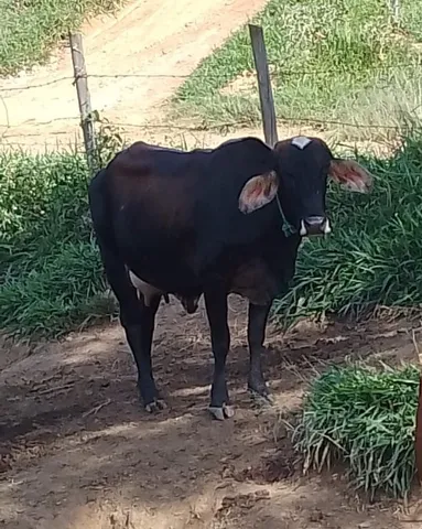 Vendo vaca 