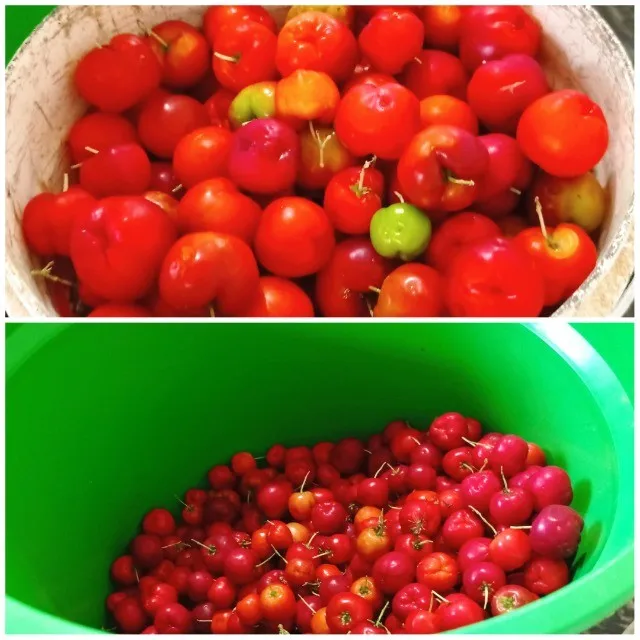 Acerola orgânica 