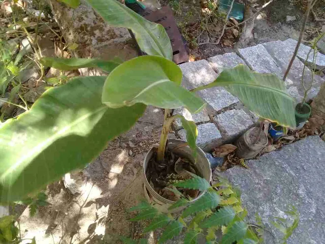 Muda de banana