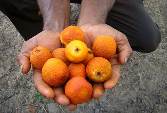 Polpa de Buriti (massa)
