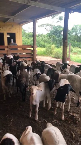 Cordeiro, borrega e carneiro 