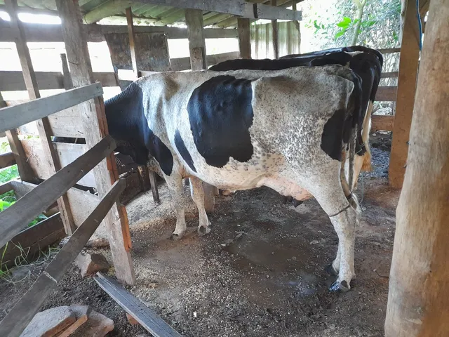 Vendo vaca holandesa mansa