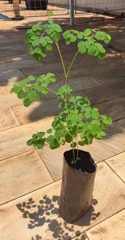 Mudas de moringa oleifera 