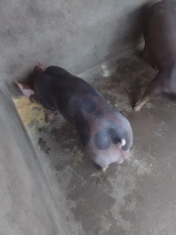 Bacurinho para reprodutor