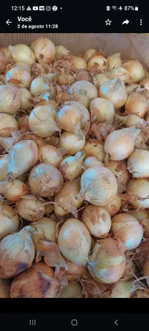 Cebola 