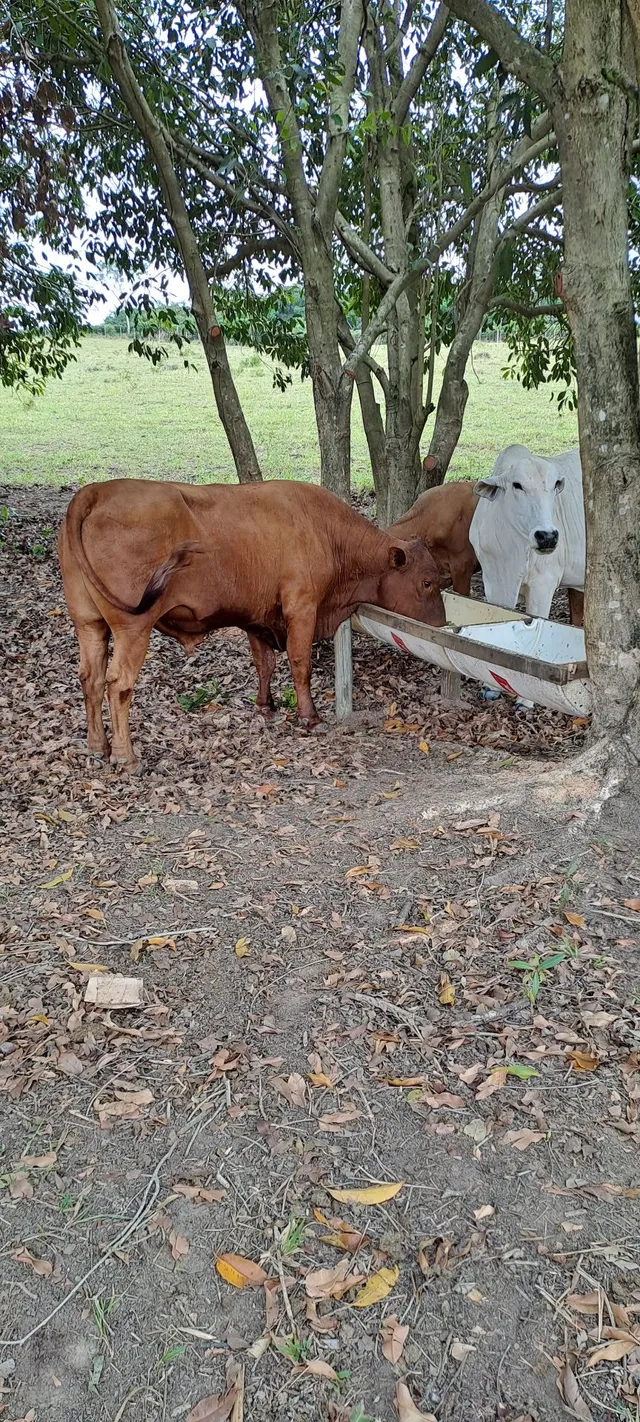 Vendo toro senepol