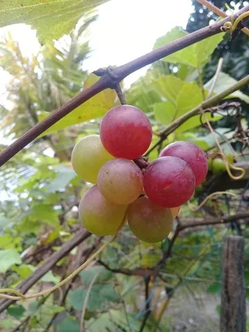 Mudas de Uvas Niagara Rosada