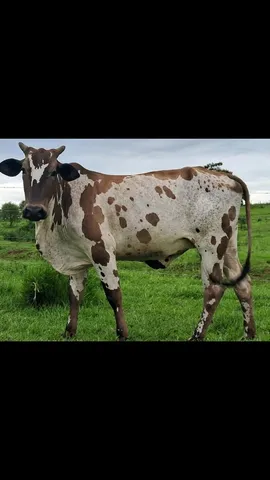 Novilha pintanda