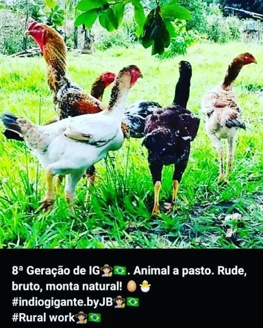 Ovos índio gigante 12 por R$ 150,00