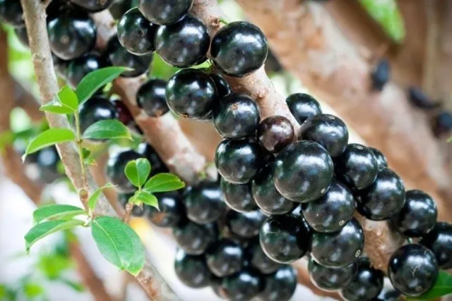 Mudas de Jabuticaba Produzindo Com Fruta no Pé - Frete Grátis