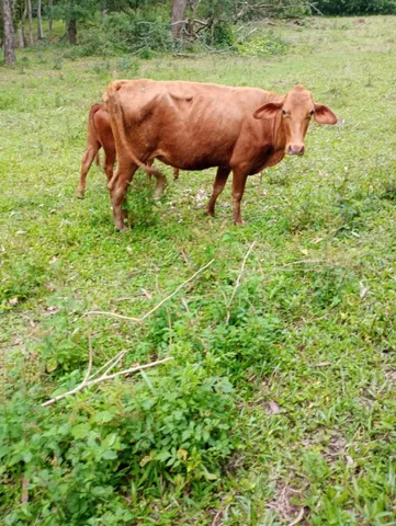 Vaca de primeira cria