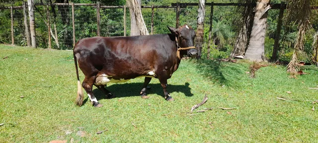 MINI VACA MUITO LEITE 