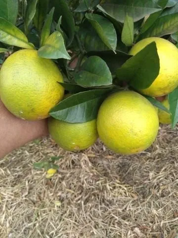 Muda de Laranja Pera Rio- Frete Grátis