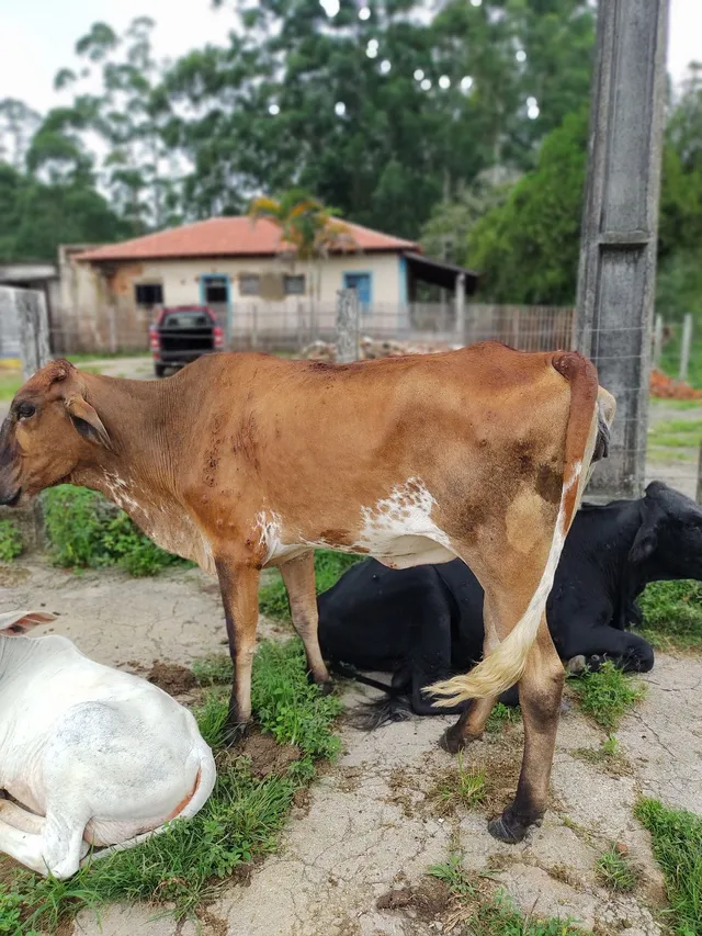 Vendo 16 vacas e novilhas neloradas 