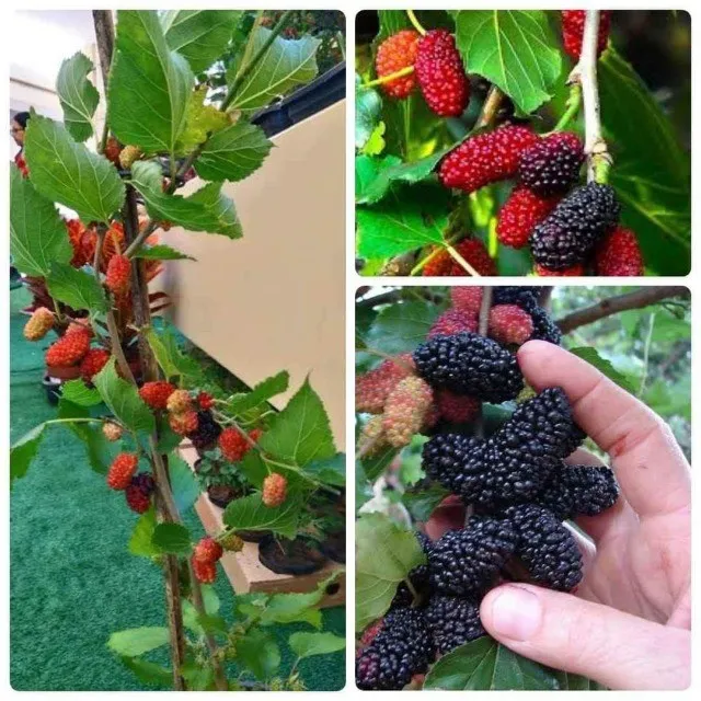 Mudas de Amora e diversas frutíferas para vaso ou solo- Frete grátis