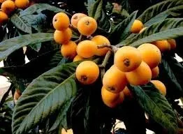 Combo Mudas Frutíferas - 5 Por 150,00 + Frete Grátis