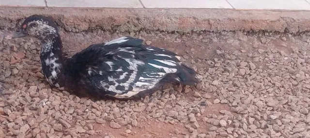 Vendo essa pata polonesa 