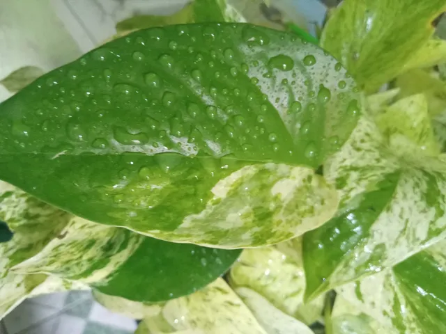 planta Jiboia Branca 3 por R$40