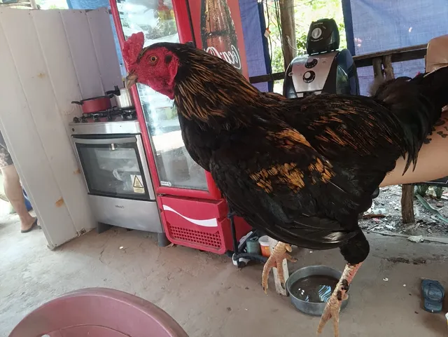 GALO DE RAÇA 