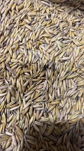 Vendo aveia branca 