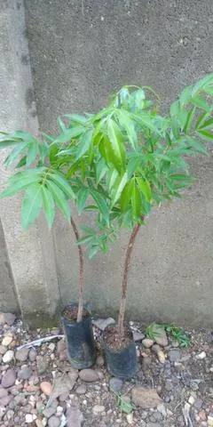 Mudas de plantas nativas do cerrado e frutiferas