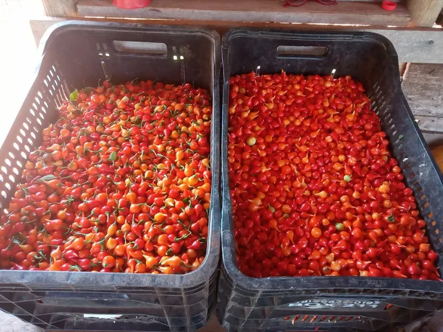 Pimenta bikinho