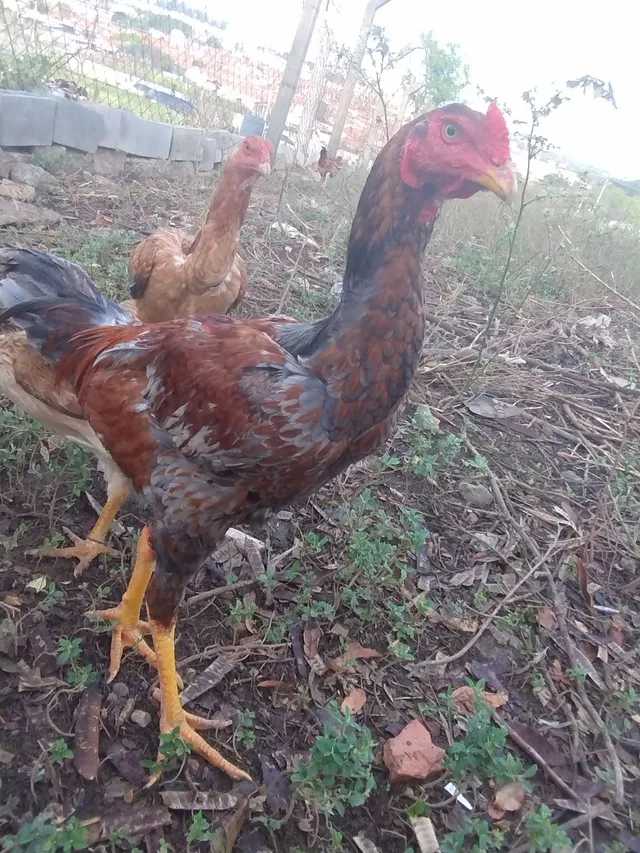 Galo índio 
