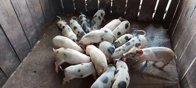 Leitão paea o natal limpo 200 R$