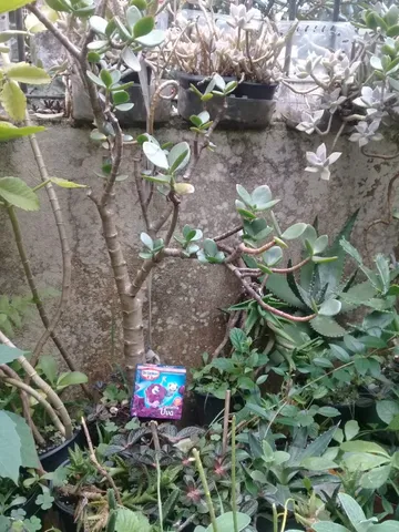 Suculentas e cactos Porto Alegre RS 