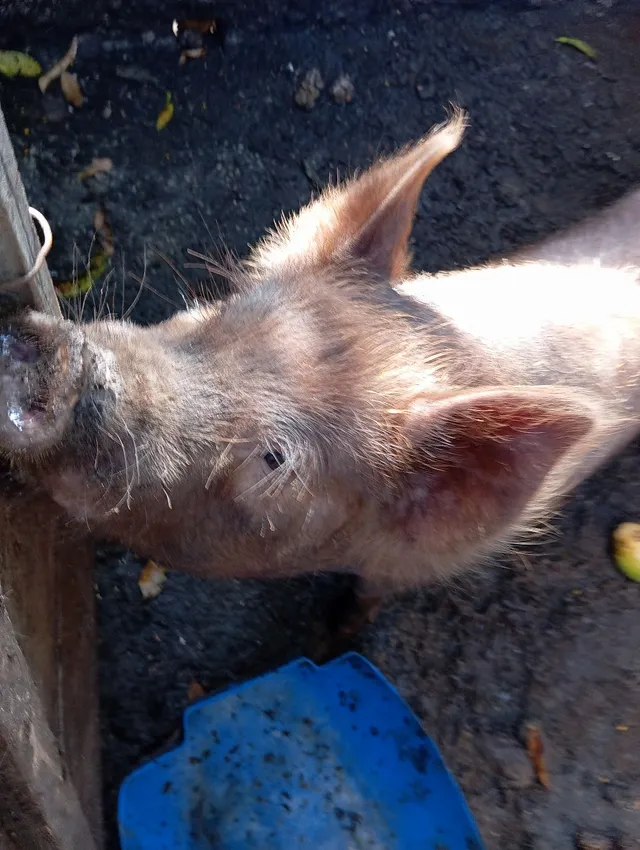 Vende-se casal de porco caruncho bom pra recria chamar no whatsapp *