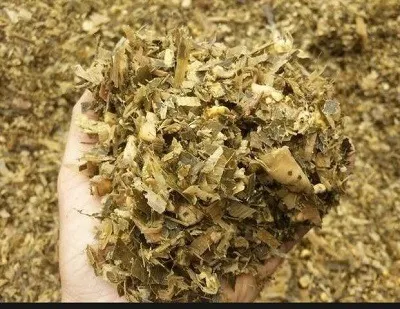 silagem de milho ensacada
